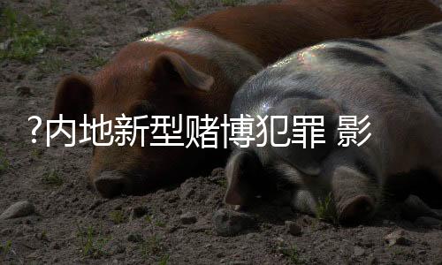 新型开设赌场犯罪呈高发态势