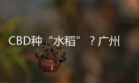 CBD种“水稻”？广州珠江新城这座大厦引发网友好奇围观
