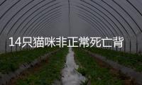 14只猫咪非正常死亡背后，警惕“踢猫效应”