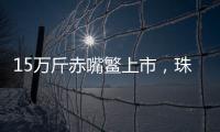 15万斤赤嘴鳘上市
，珠海海洋牧场迎来丰收时刻