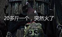 20多斤一个，突然火了！杭州一菜场摊主�：没有现货
，隔两天就有人来预订